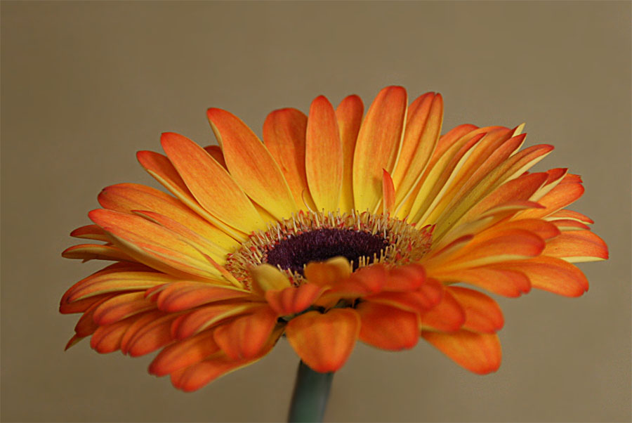 Gerbera