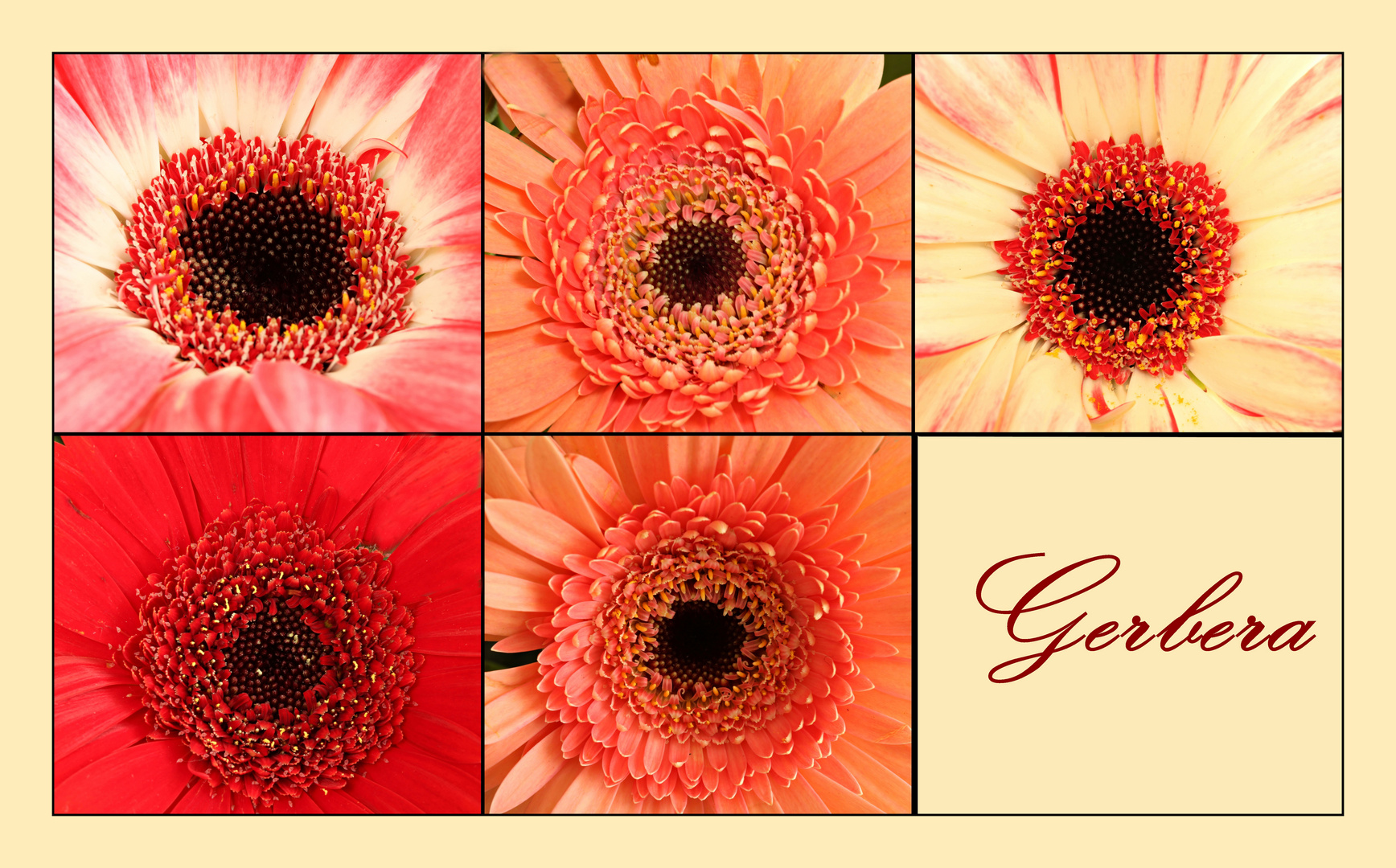 Gerbera