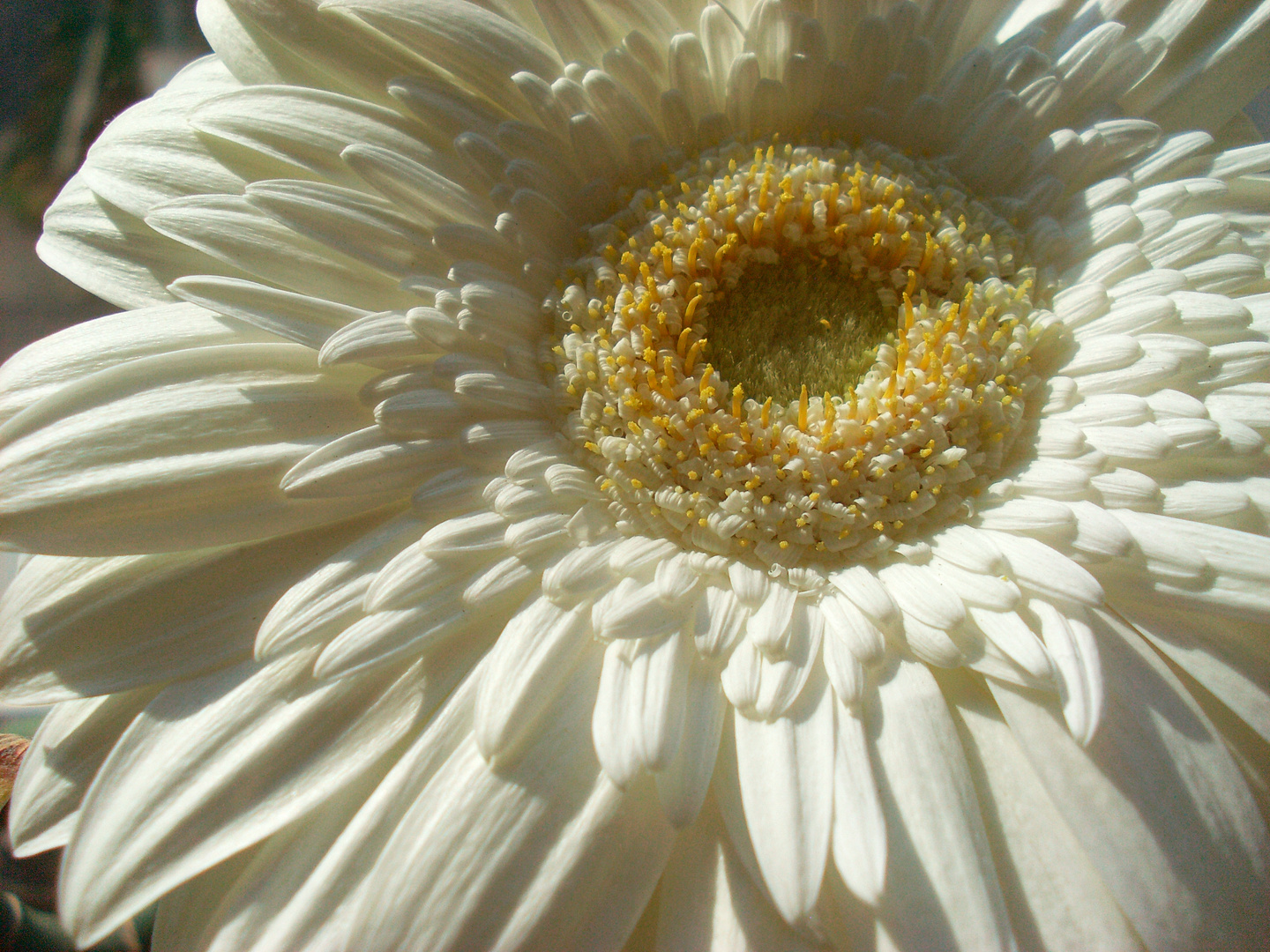 Gerbera