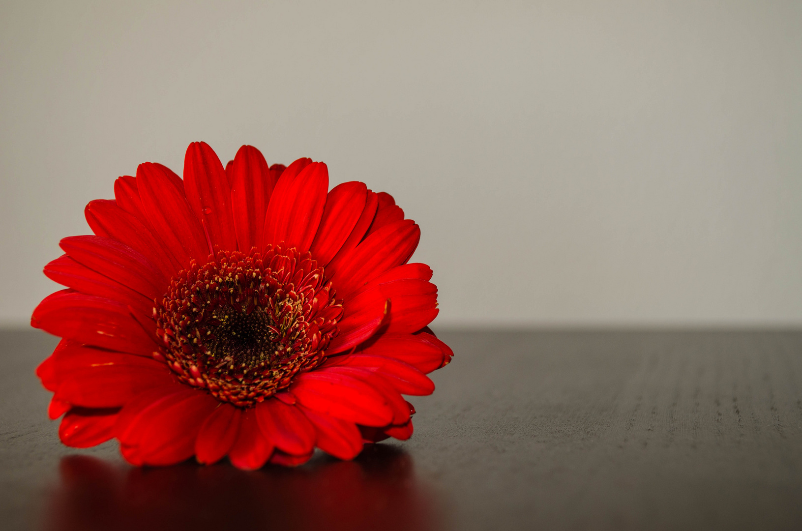 Gerbera