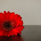 Gerbera