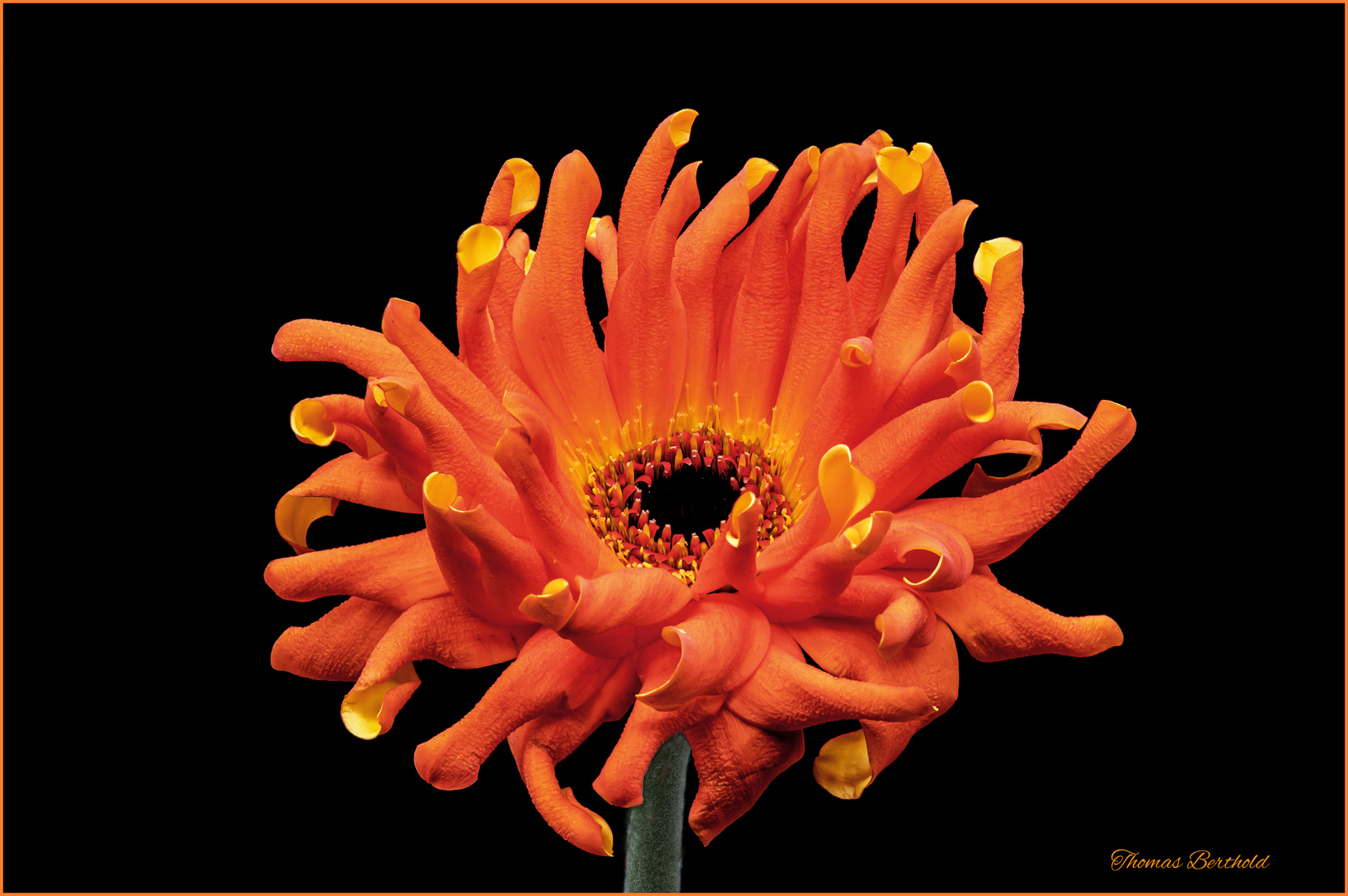 Gerbera