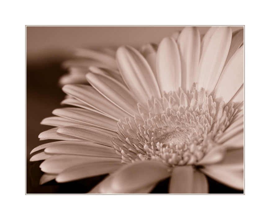 ~ Gerbera ~