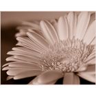 ~ Gerbera ~