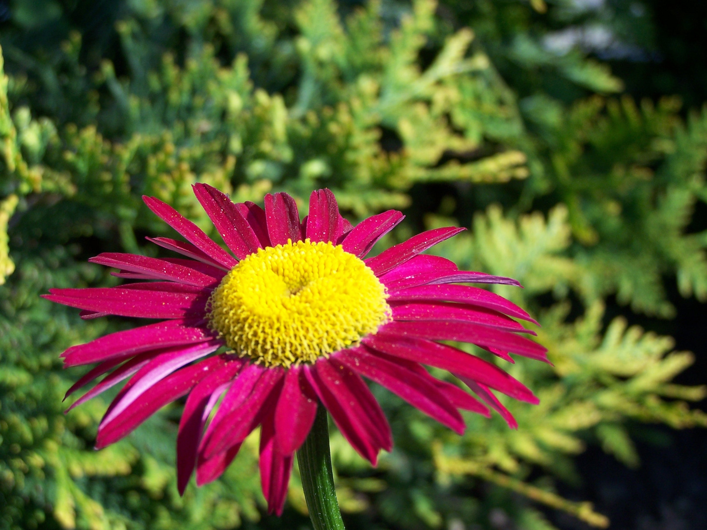 gerbera