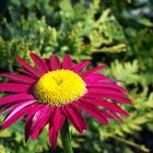 gerbera