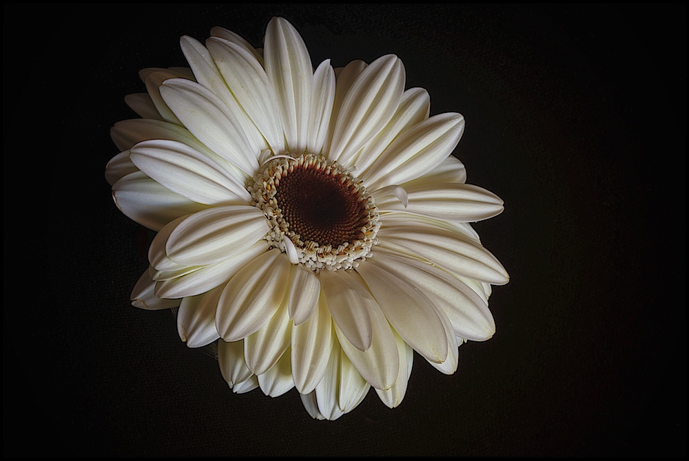 Gerbera