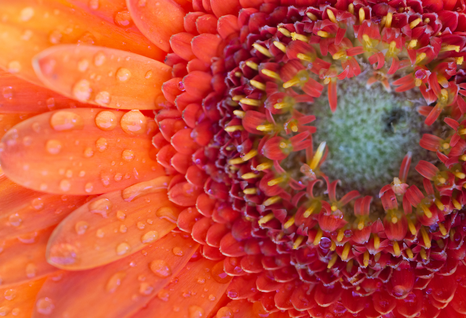 Gerbera 