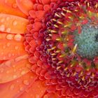 Gerbera 