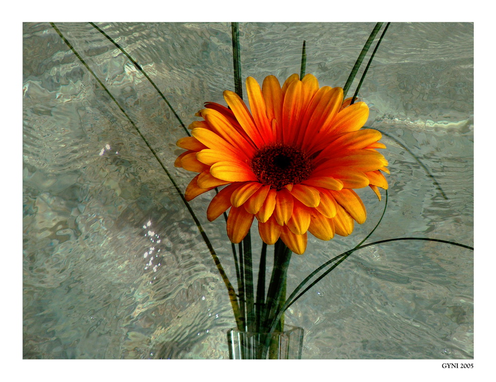 Gerbera