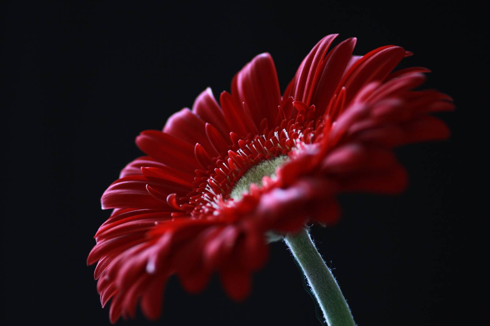 Gerbera