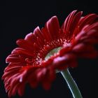 Gerbera