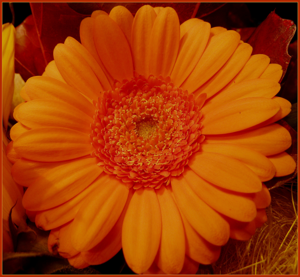 GERBERA