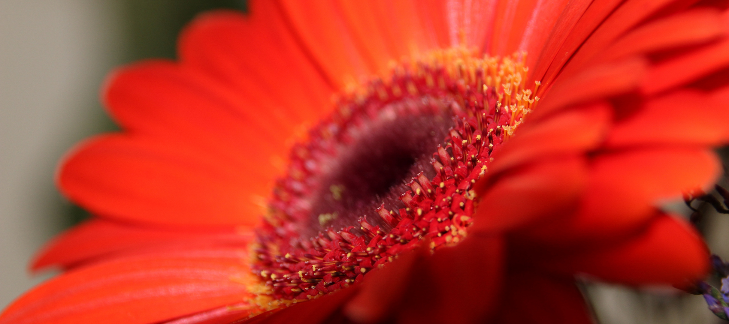 Gerbera