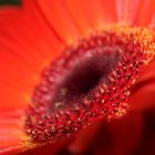 Gerbera