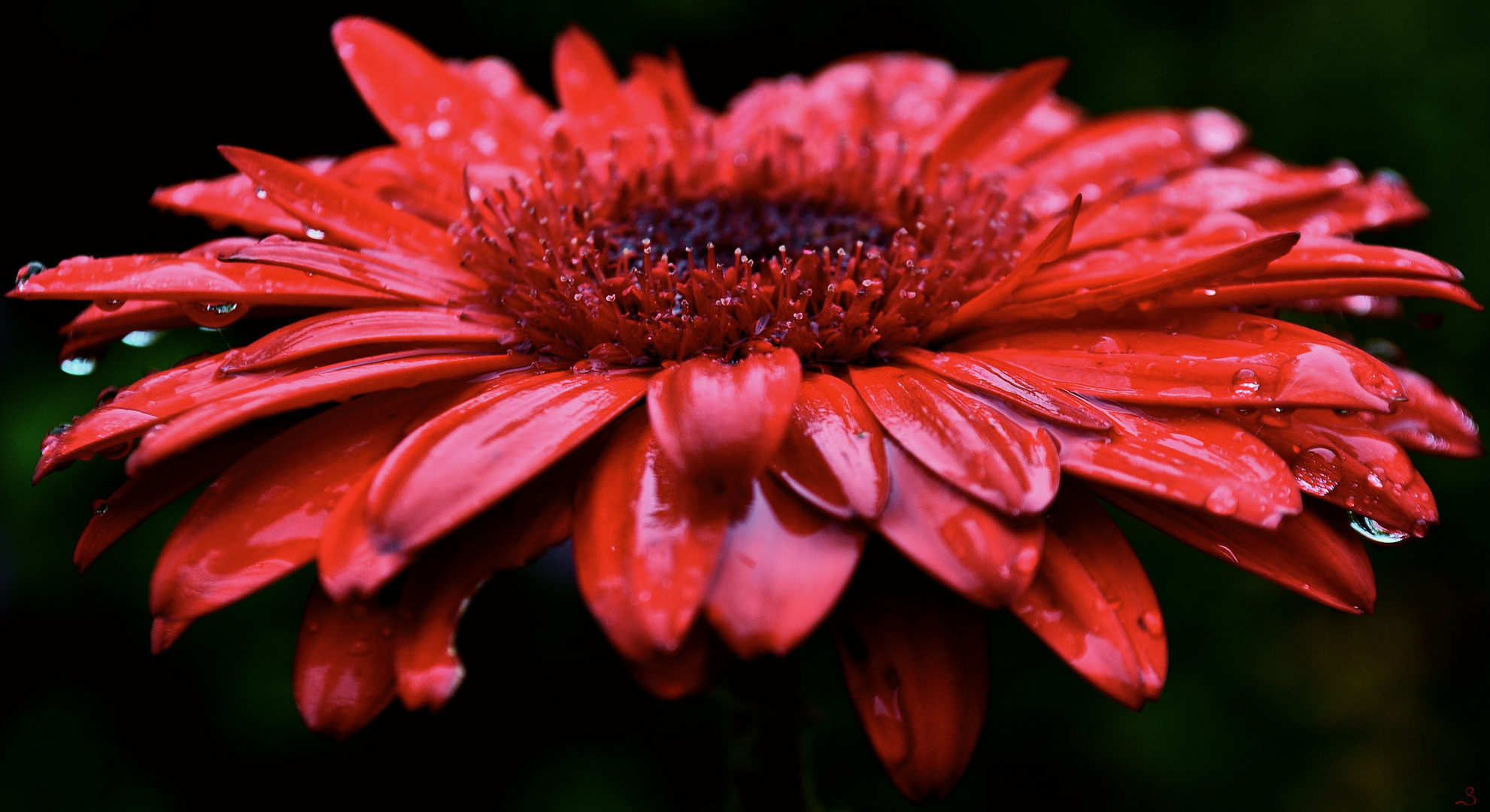 Gerbera