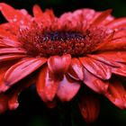 Gerbera