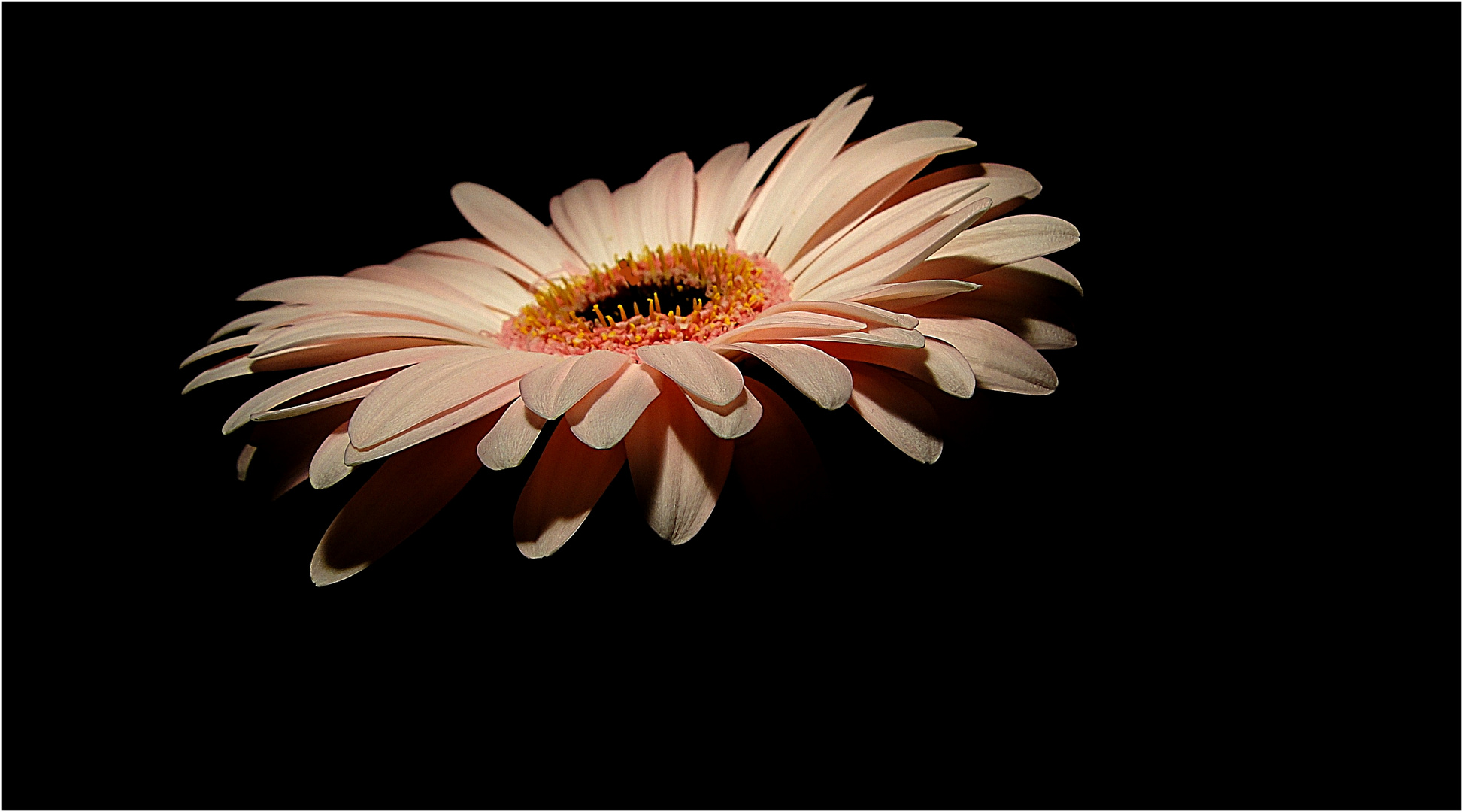 Gerbera