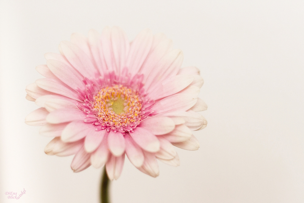 Gerbera