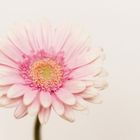 Gerbera