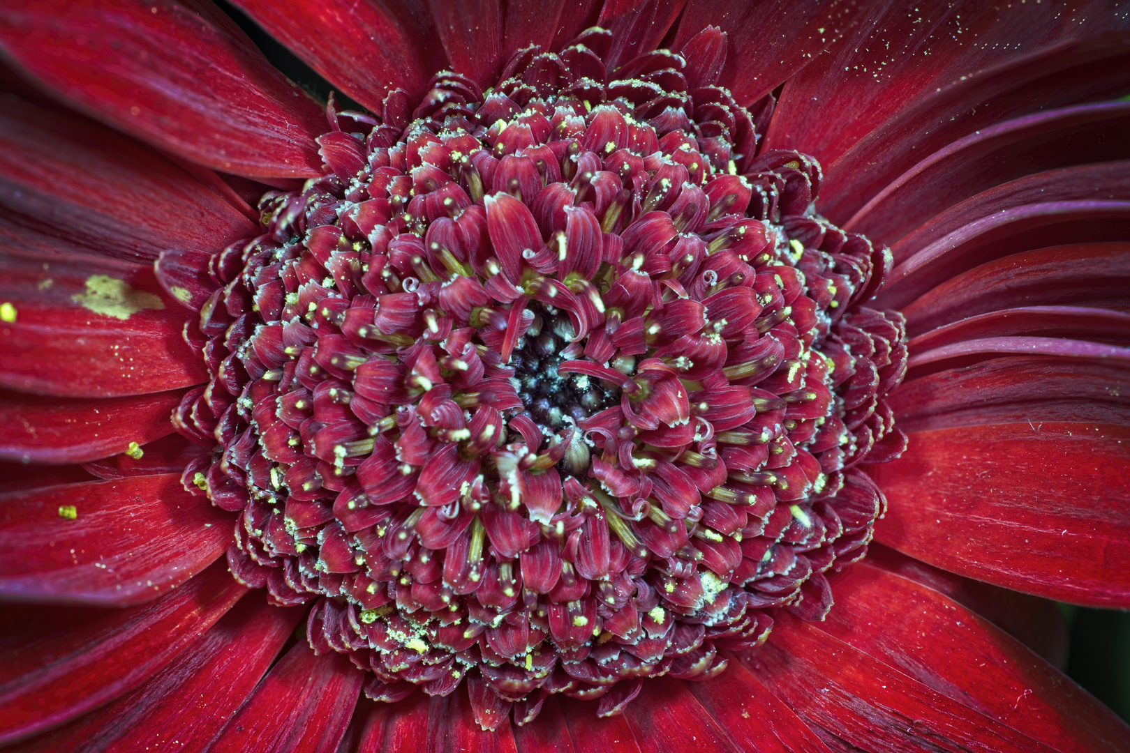 Gerbera