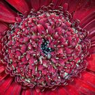 Gerbera