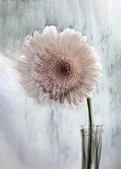 gerbera 