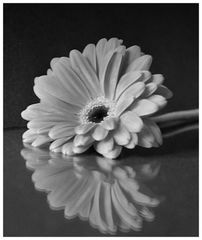 ... gerbera