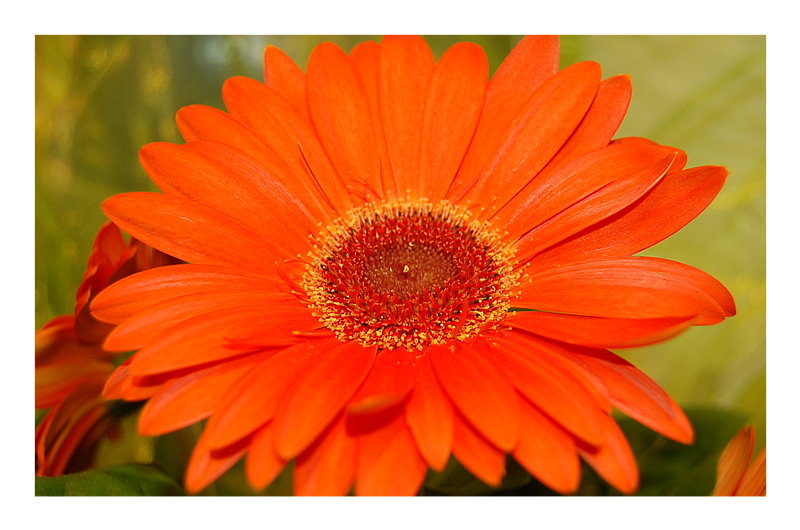 Gerbera