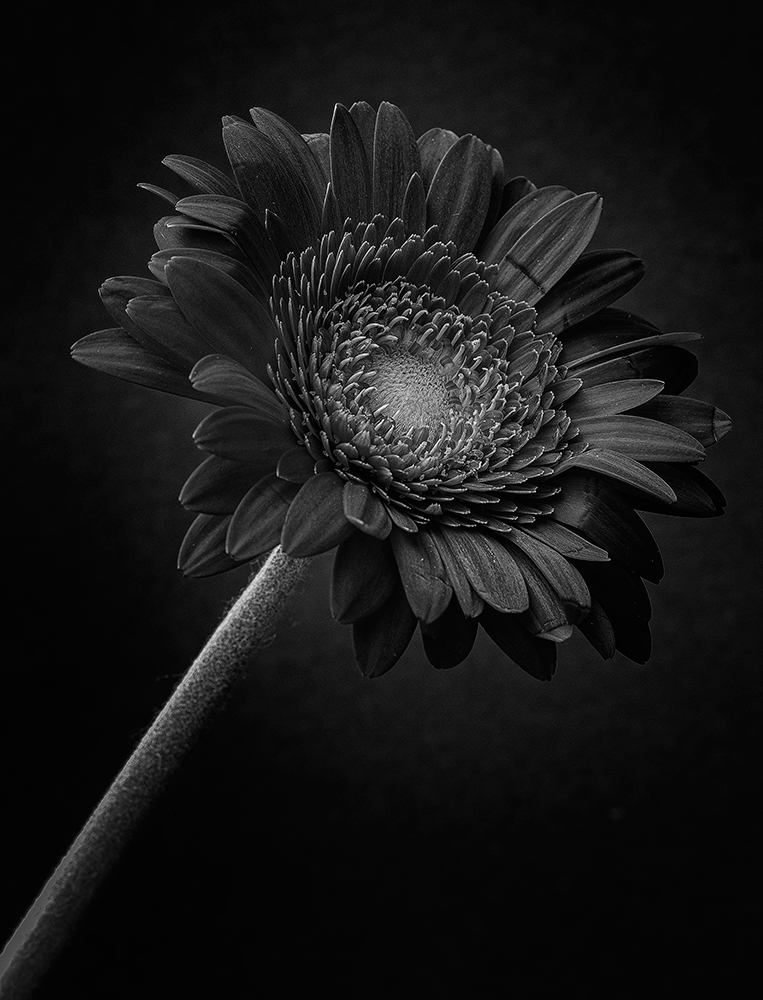 Gerbera