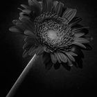 Gerbera