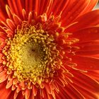 gerbera