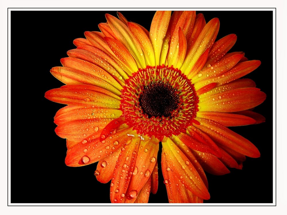 Gerbera