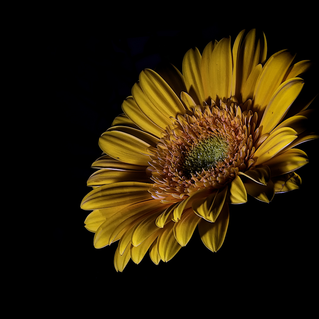 Gerbera