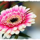 Gerbera