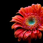 Gerbera