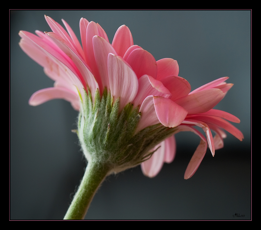 --Gerbera--