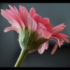 --Gerbera--