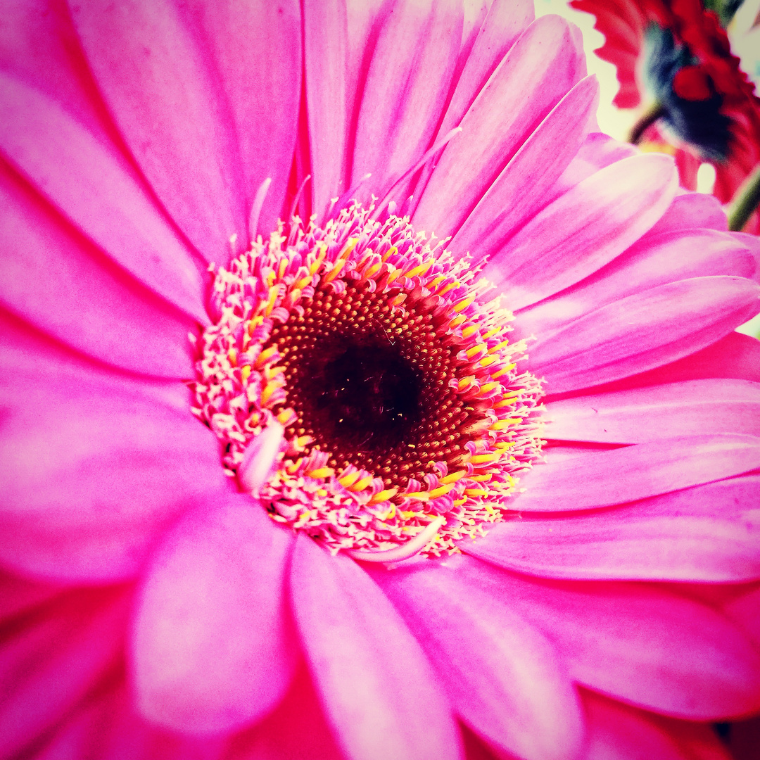 Gerbera