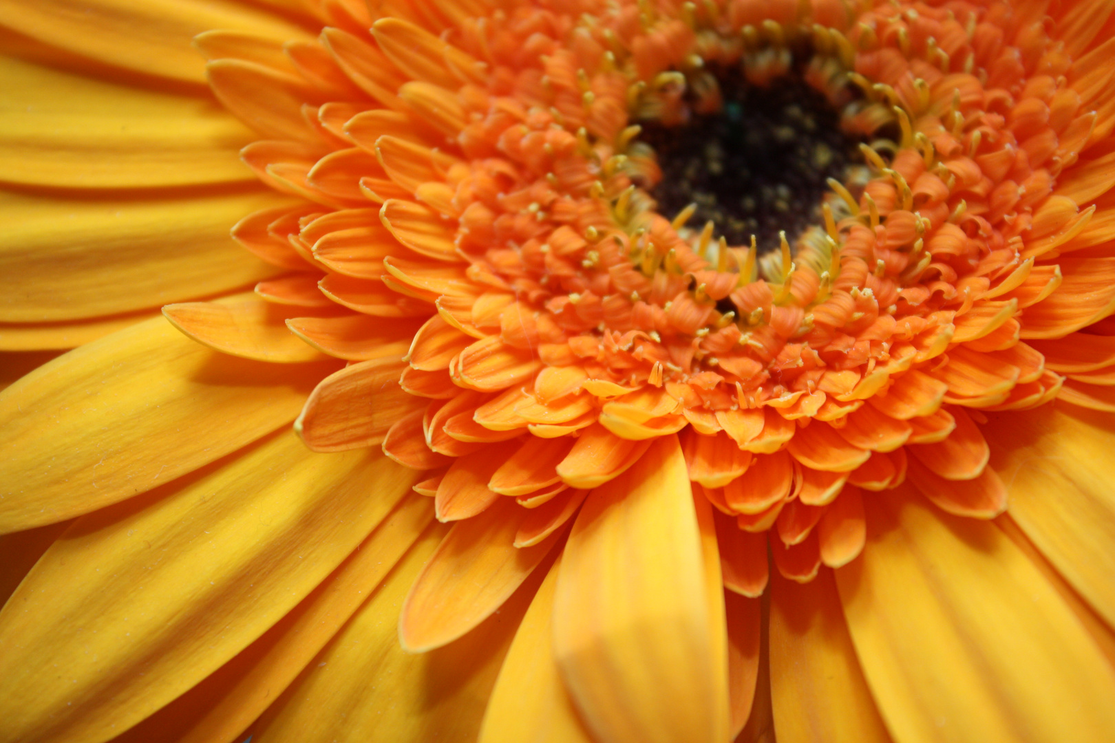 Gerbera