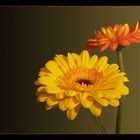 Gerbera