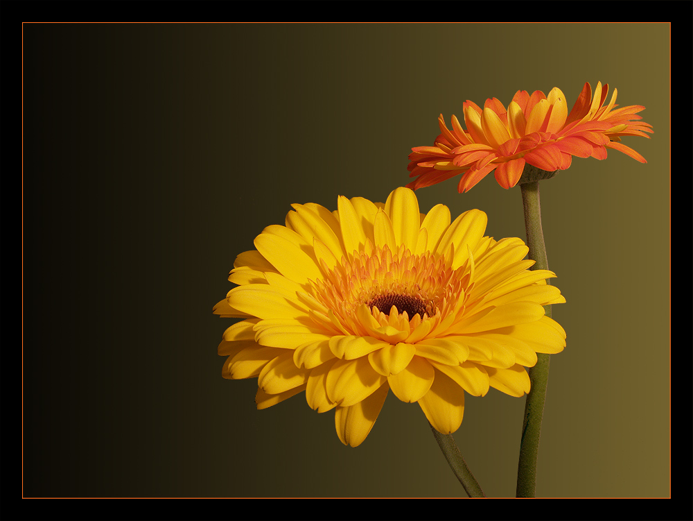 Gerbera