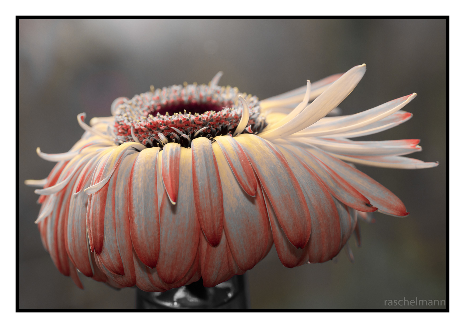 Gerbera