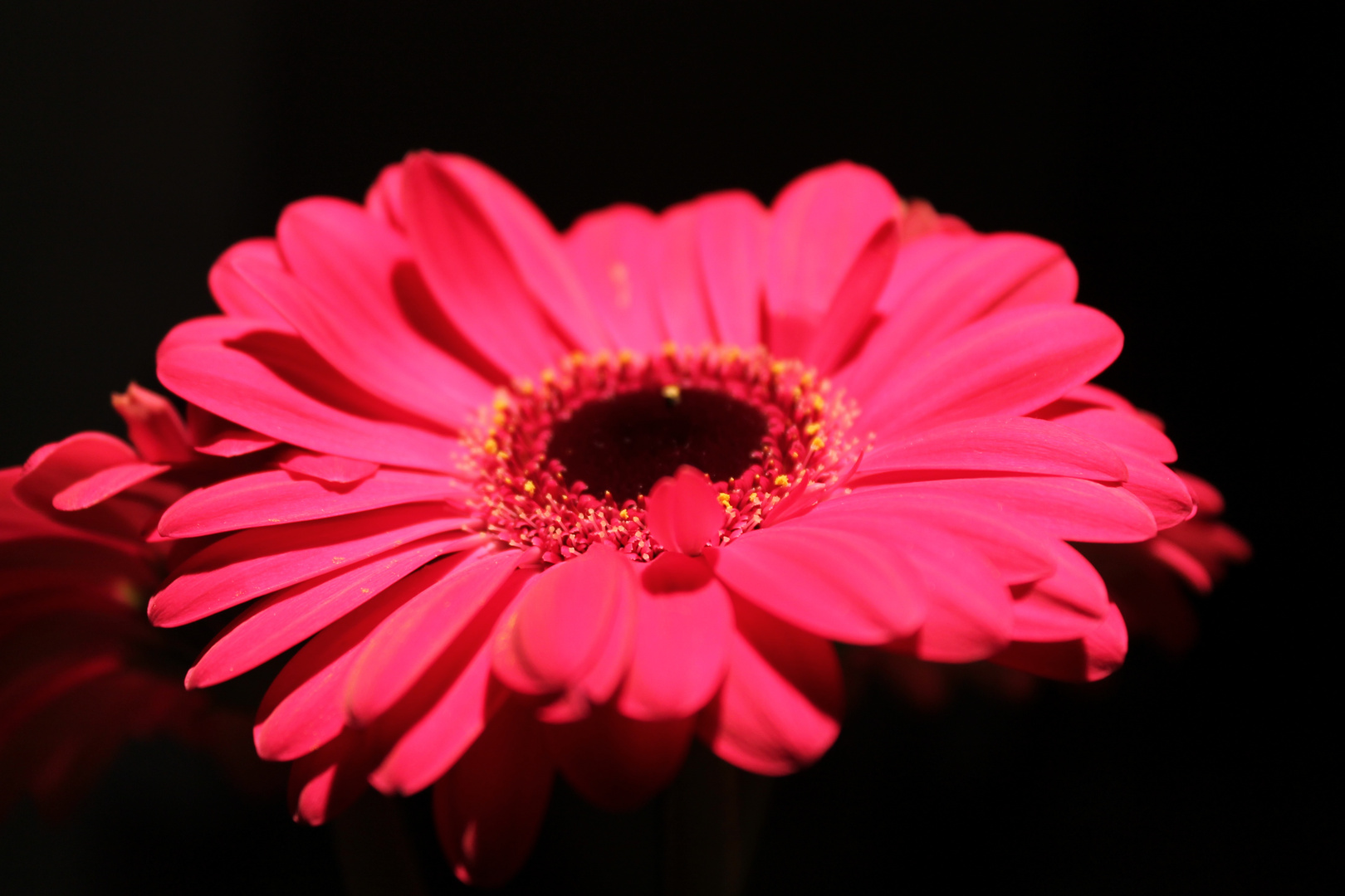 Gerbera