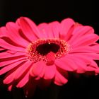 Gerbera