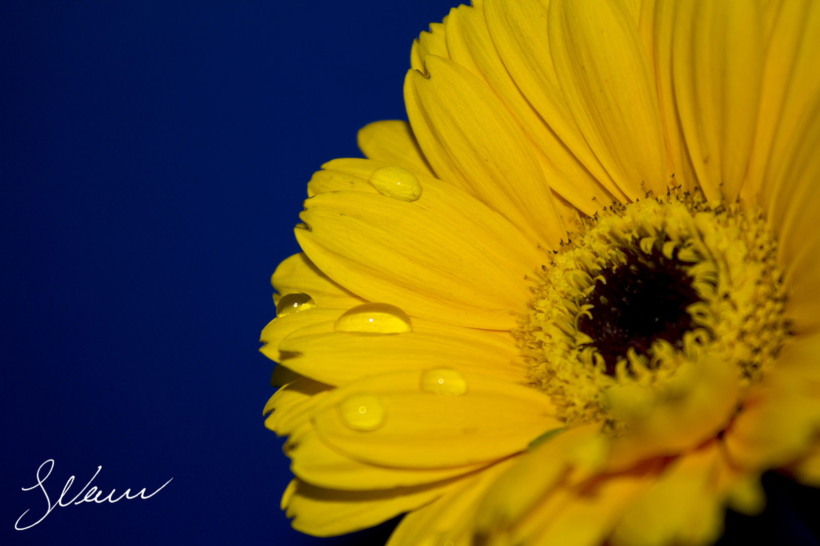 Gerbera