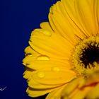 Gerbera