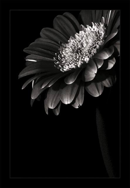 gerbera