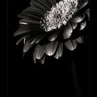 gerbera