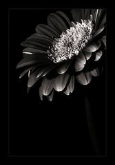 gerbera